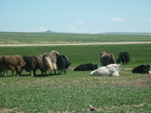 Les yaks