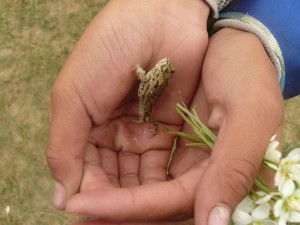 La grenouille et les fleurs