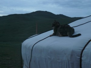 Le chat sur la yourte