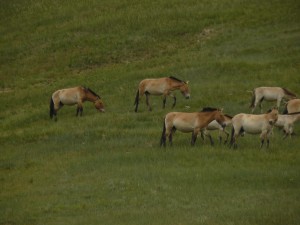 Les chevaux sauvages